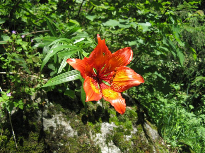 alpine flower